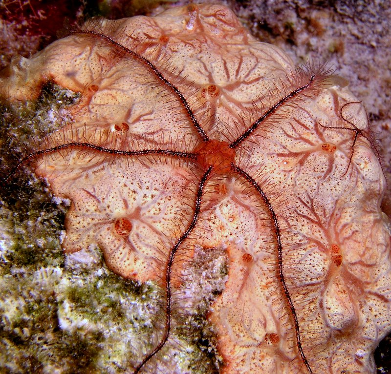 Sponge Brittle Star